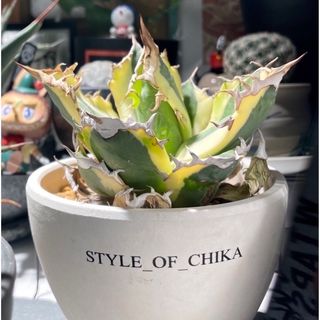 Agave Titanota 狂戦士 中株　VALIEM 鉢　植栽