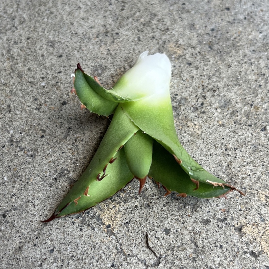 【親株】 アガベ　チタノタ　xxx   子株付き agave titanota