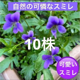 A②☘️可憐な自然のスミレ 苗☘️根付き株☘️超初心者向け☆(プランター)