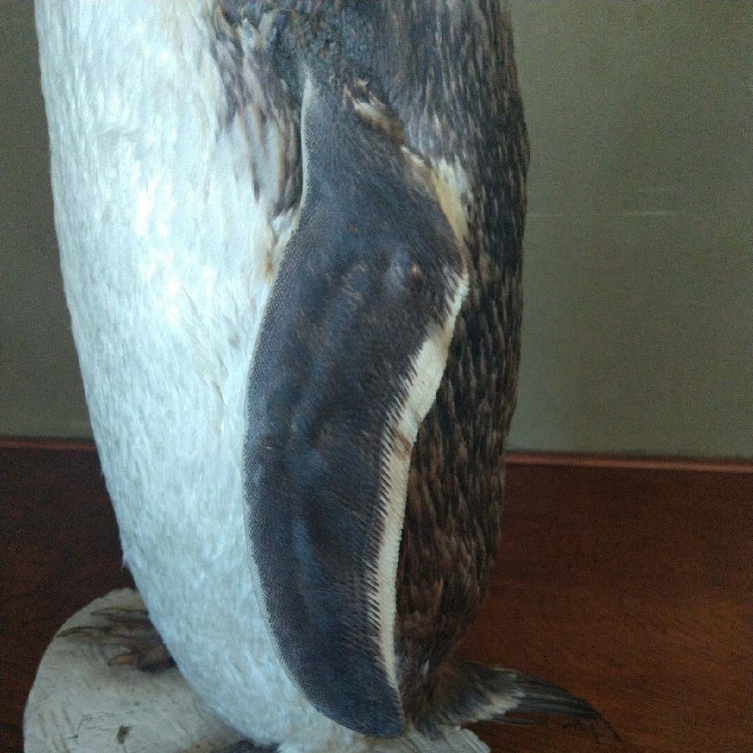 ジェンツー　ペンギン剥製