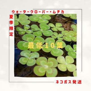 ウォータークローバー・ムチカ☆10葉＋‪α☆《水草に優しいネコポス発送》(アクアリウム)