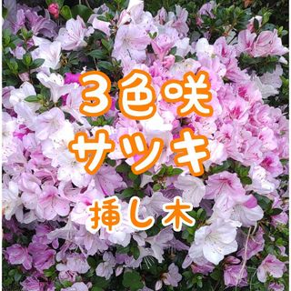 ✨3色咲✨サツキ皐月挿し木x5本③(内)✨ピンク濃淡白3種咲(プランター)