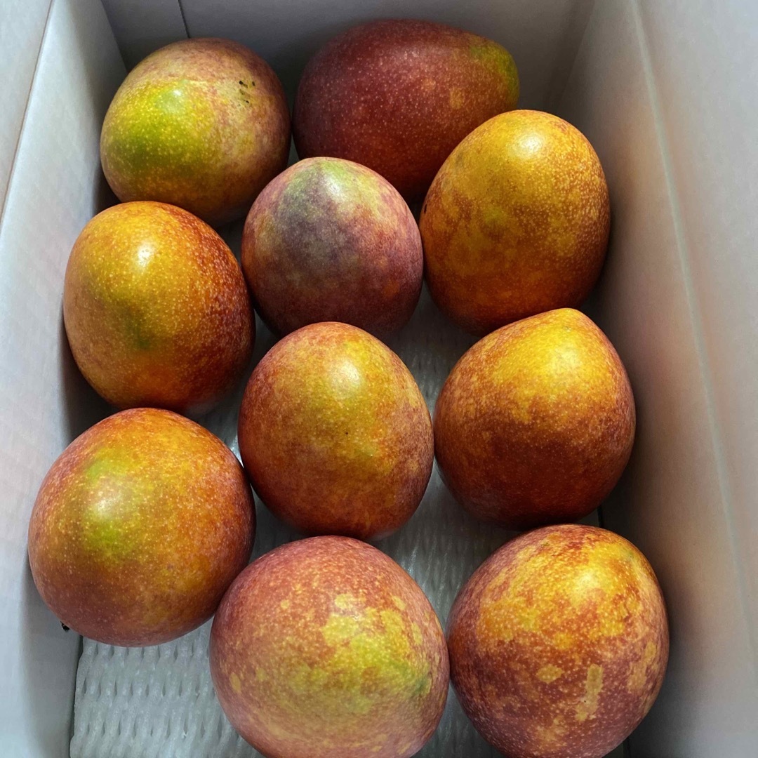 沖縄　無農薬マンゴー　3.2キロ　フルーツ