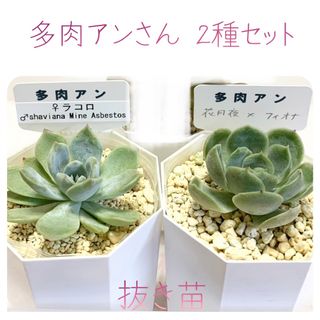 多肉植物 抜き苗 花月夜×フィオナ