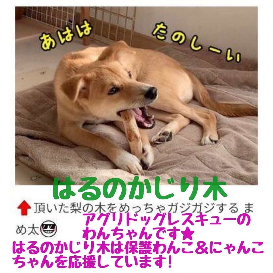 ☆226.犬用国産梨の木、枝、おもちゃ超小型犬向け?歯固め、かじり木