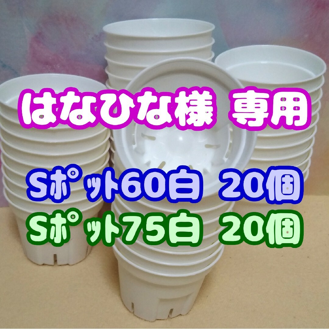 《Sポット60》白20個 他 スリット鉢プラ鉢 2号鉢相当 多肉植物 プレステラ ハンドメイドのフラワー/ガーデン(プランター)の商品写真