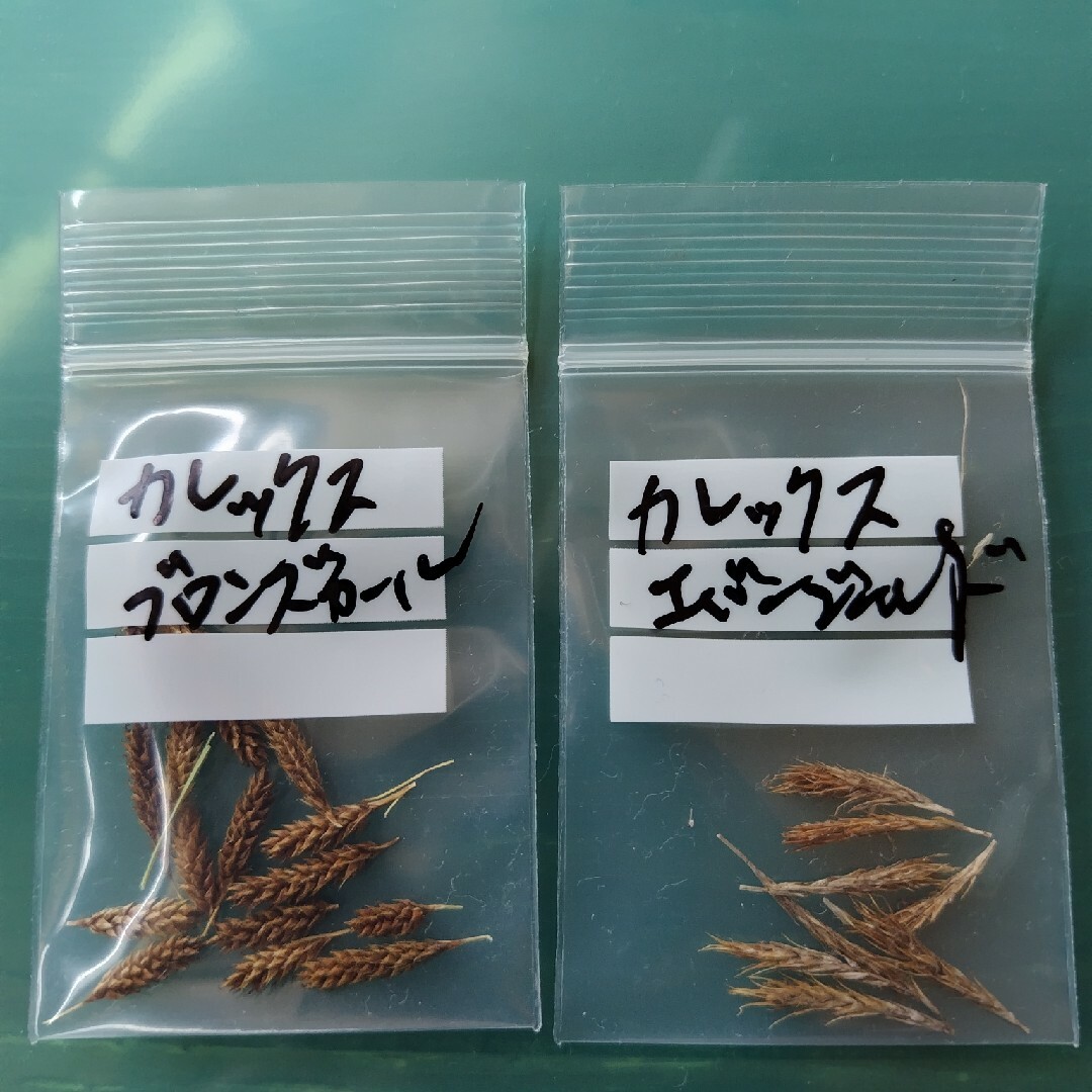 カレックス種2種 ブロンズカールとエバーゴールド ハンドメイドのフラワー/ガーデン(その他)の商品写真