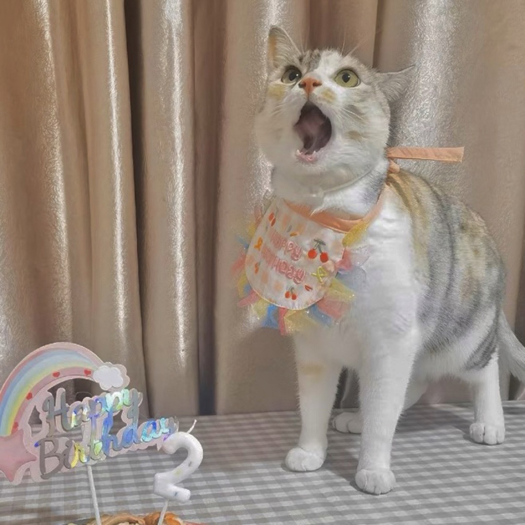 【新品】可愛い♡お誕生日エプロン&帽子セット　すたい　犬服　ドッグウェア　猫