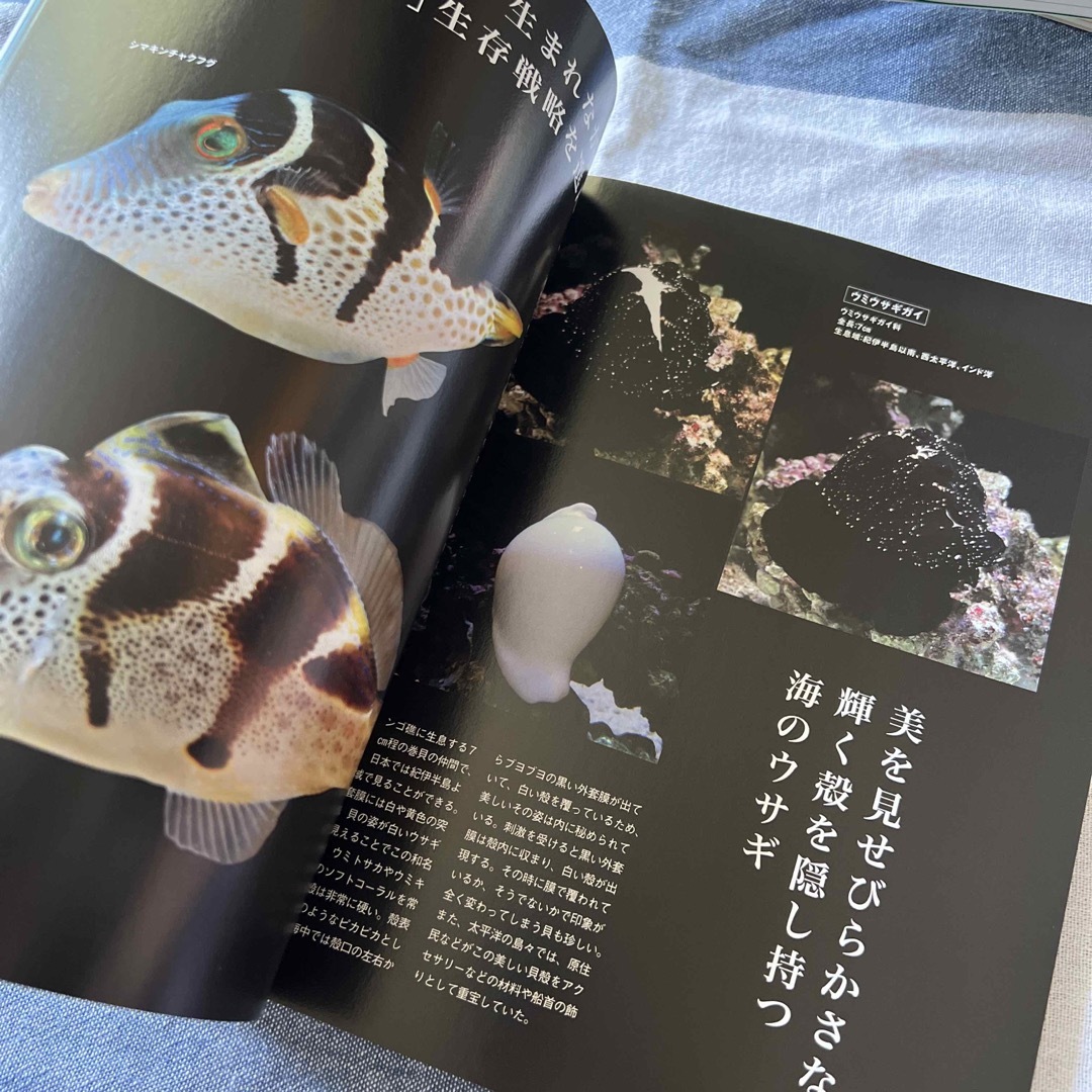 美しすぎる海洋生物の世界 エンタメ/ホビーの本(科学/技術)の商品写真