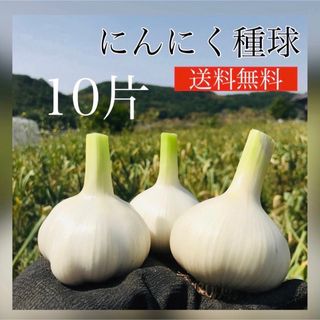 【ニンニク種球】10片【お家時間で家庭菜園】【にんにく】【87store】(野菜)