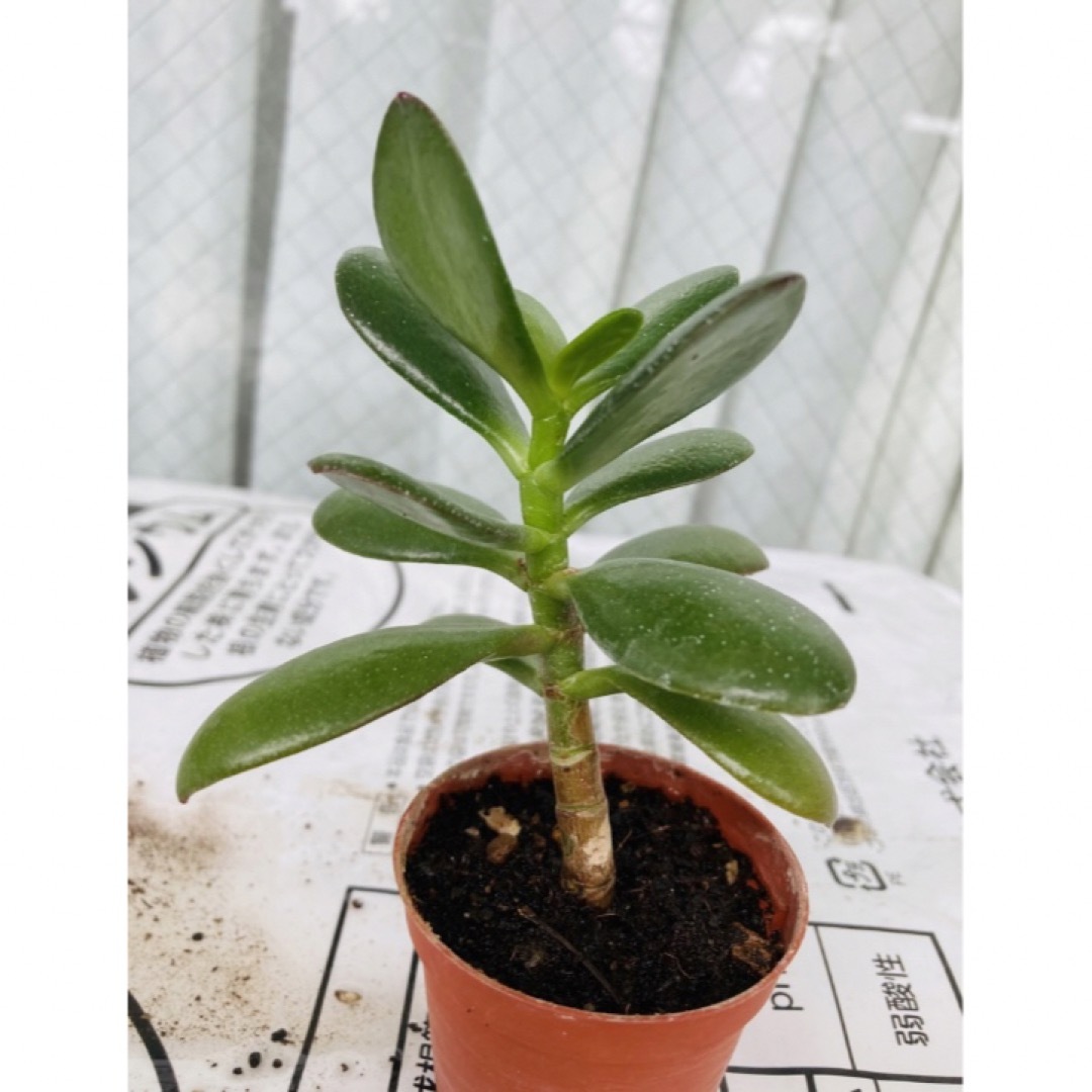 🎀カレン様 専用 🌳 ◇速達発送◇ 金のなる木 根付き苗の通販 by クマ