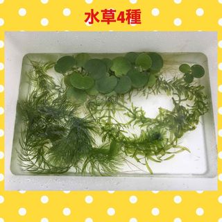 水草4種 マツモ ドワーフフロッグピット他(アクアリウム)