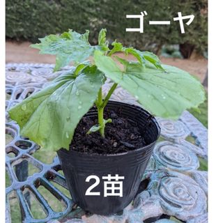 ゴーヤ苗　ニガウリ　苦瓜　野菜苗　2苗セット(プランター)