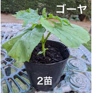 ゴーヤ苗　ニガウリ　苦瓜　野菜苗　2苗セット(プランター)