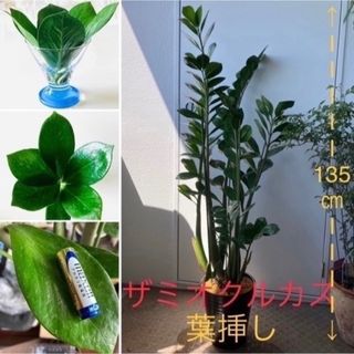 ❷ 🍃ザミオクルカス《花咲く親木の葉》葉挿し《金運UP植物 》《人気の植物》(その他)