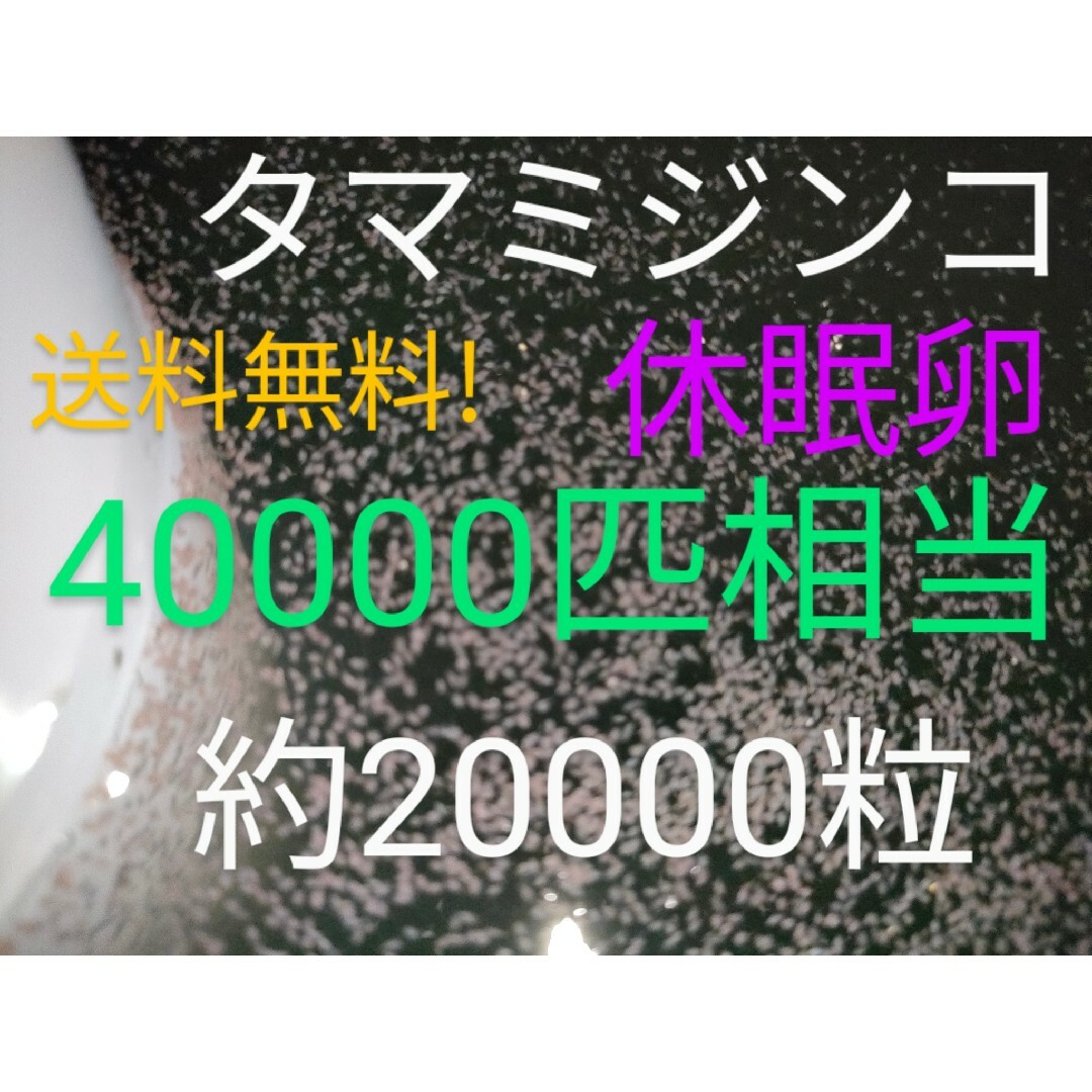 送料無料!　タマミジンコ　休眠乾燥卵　40000匹相当（約20000個）常温保存 その他のペット用品(ペットフード)の商品写真