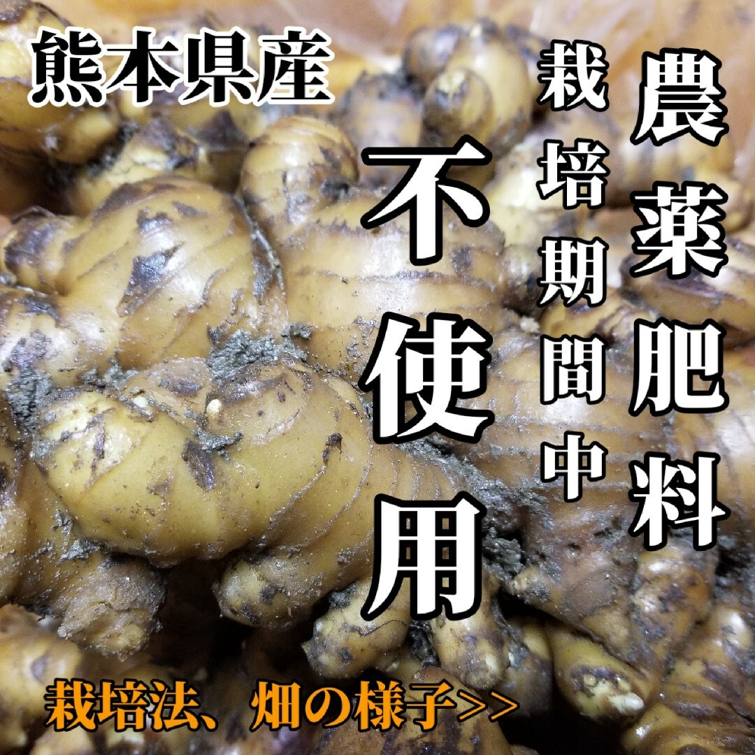 囲い生姜 無肥料 農薬栽培期間中不使用 露地栽培 熊本県産 1kg