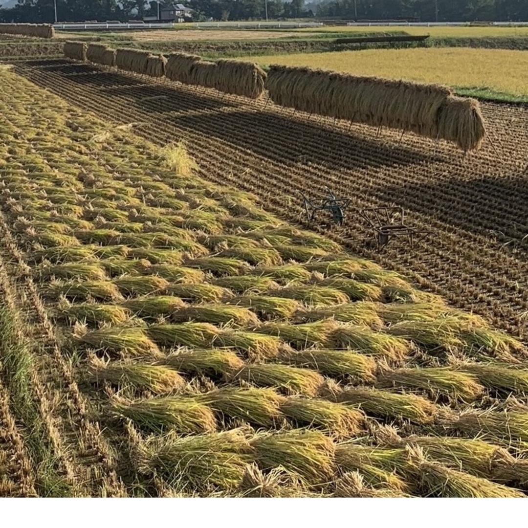 減農薬栽培　天日干し  長野県産コシヒカリ  玄米20㎏食品