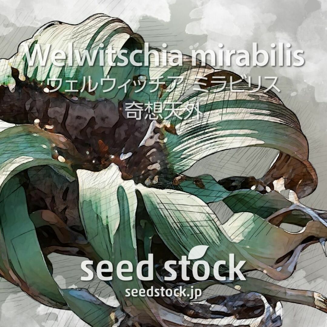 ウェルウィッチアの種 Welwitschia mirabilis 5粒