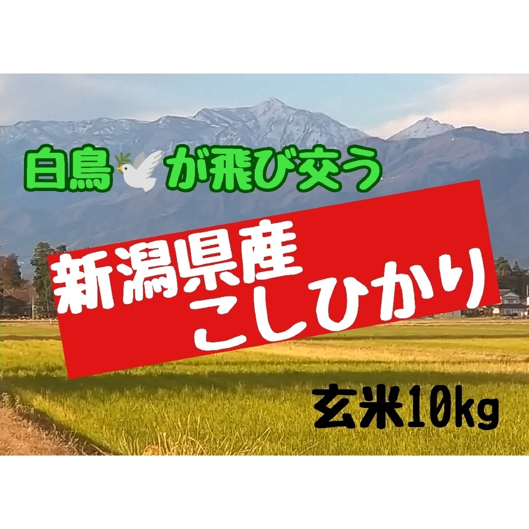 農家直送  新潟県産コシヒカリ玄米10㎏(令和4年産)
