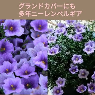 育て方付き❀パープルの小花が這うよう沢山咲く*ニーレンベルギア*花の種(その他)