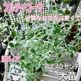 激レア　フルティコーサ　可憐なお花　ミクロメリア属　大苗　元苗　ハーブ　ミント(その他)