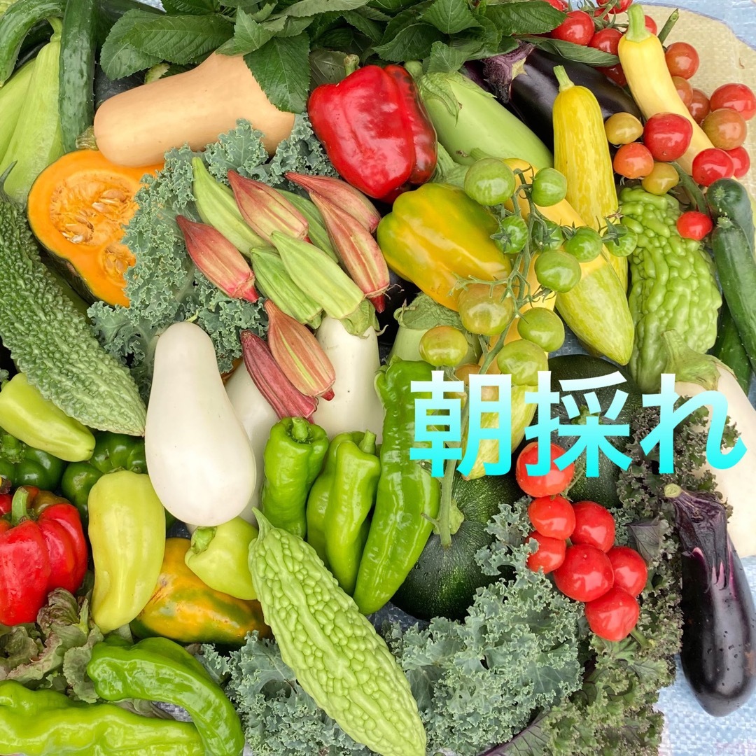 朝採り新鮮野菜詰め合わせ　60サイズ 食品/飲料/酒の食品(野菜)の商品写真