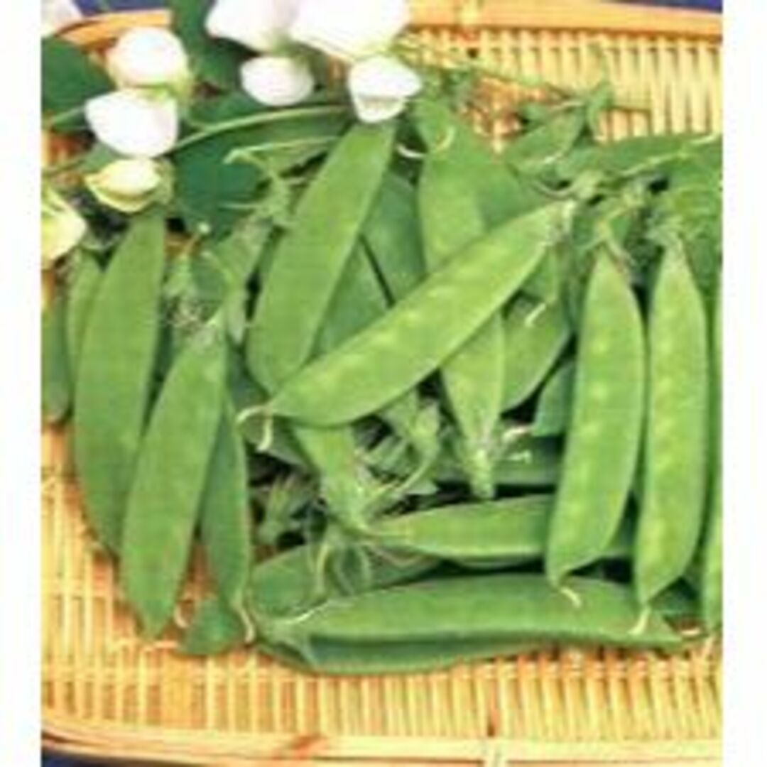 ＜野菜の種＞キヌサヤエンドウ　絹さや きぬさや　ニムラ白花　たね　５０粒 ハンドメイドのフラワー/ガーデン(プランター)の商品写真