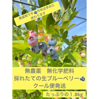 クール便配送📦　無農薬ブルーベリー　１.８kg  🫐希望日発送予定(フルーツ)