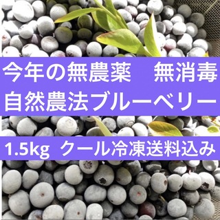 今年の無農薬完熟冷凍ブルーベリー　１.５kg 冷凍発送込み♡(フルーツ)