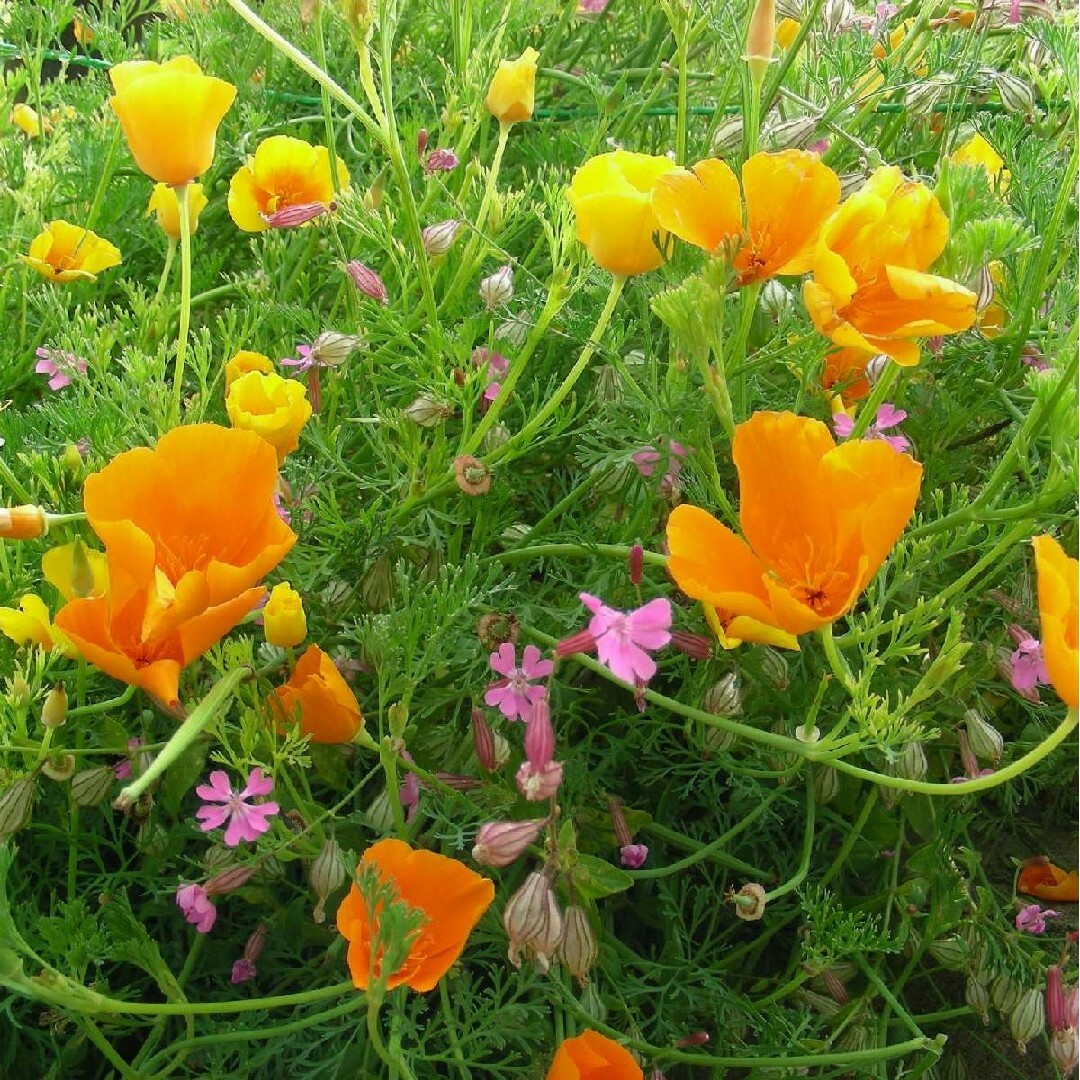 カリフォルニアポピー3色混合の種100粒 （赤、黃、ピンク） ハンドメイドのフラワー/ガーデン(その他)の商品写真