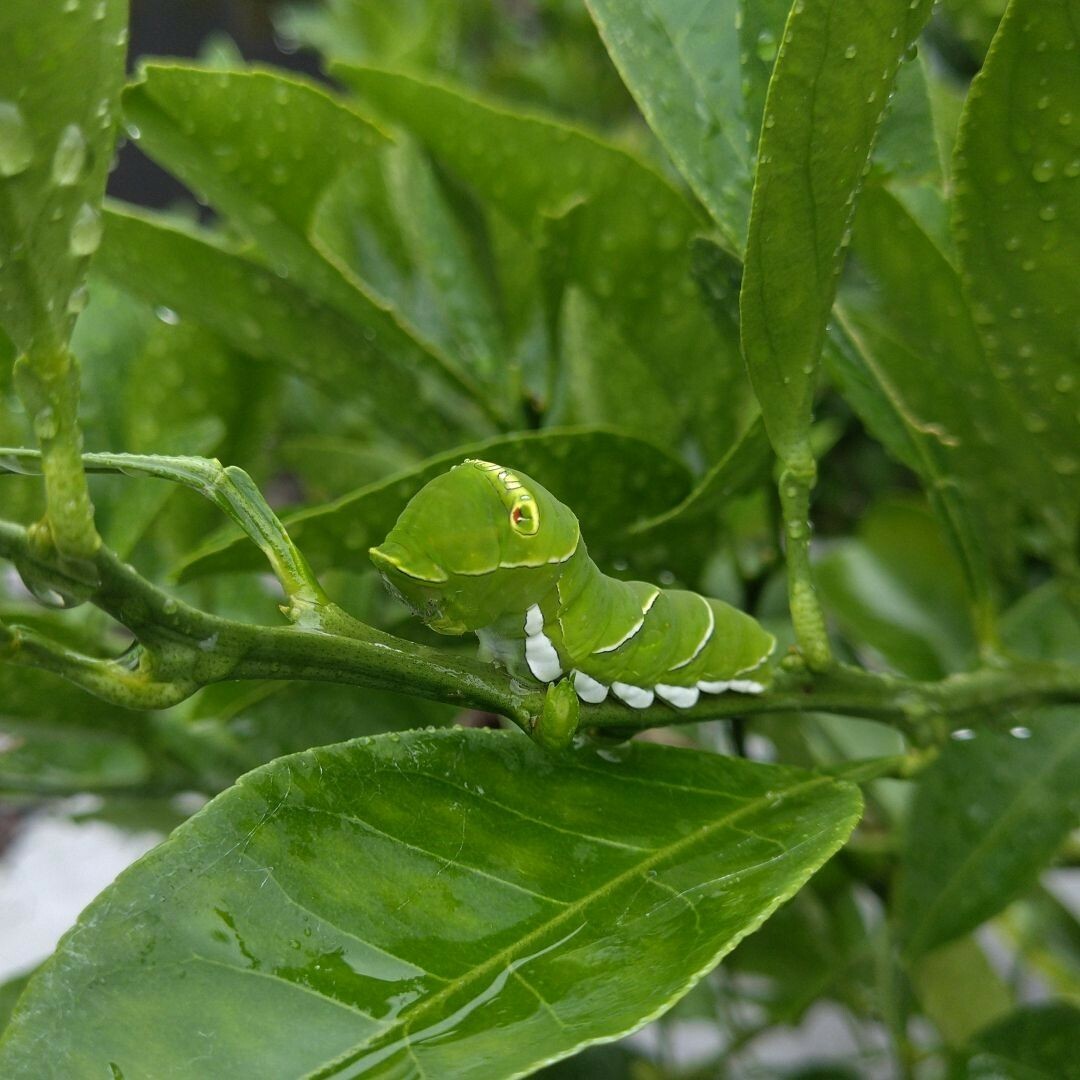 カボスの葉っぱ枝付き （アゲハ幼虫の餌 - 果物