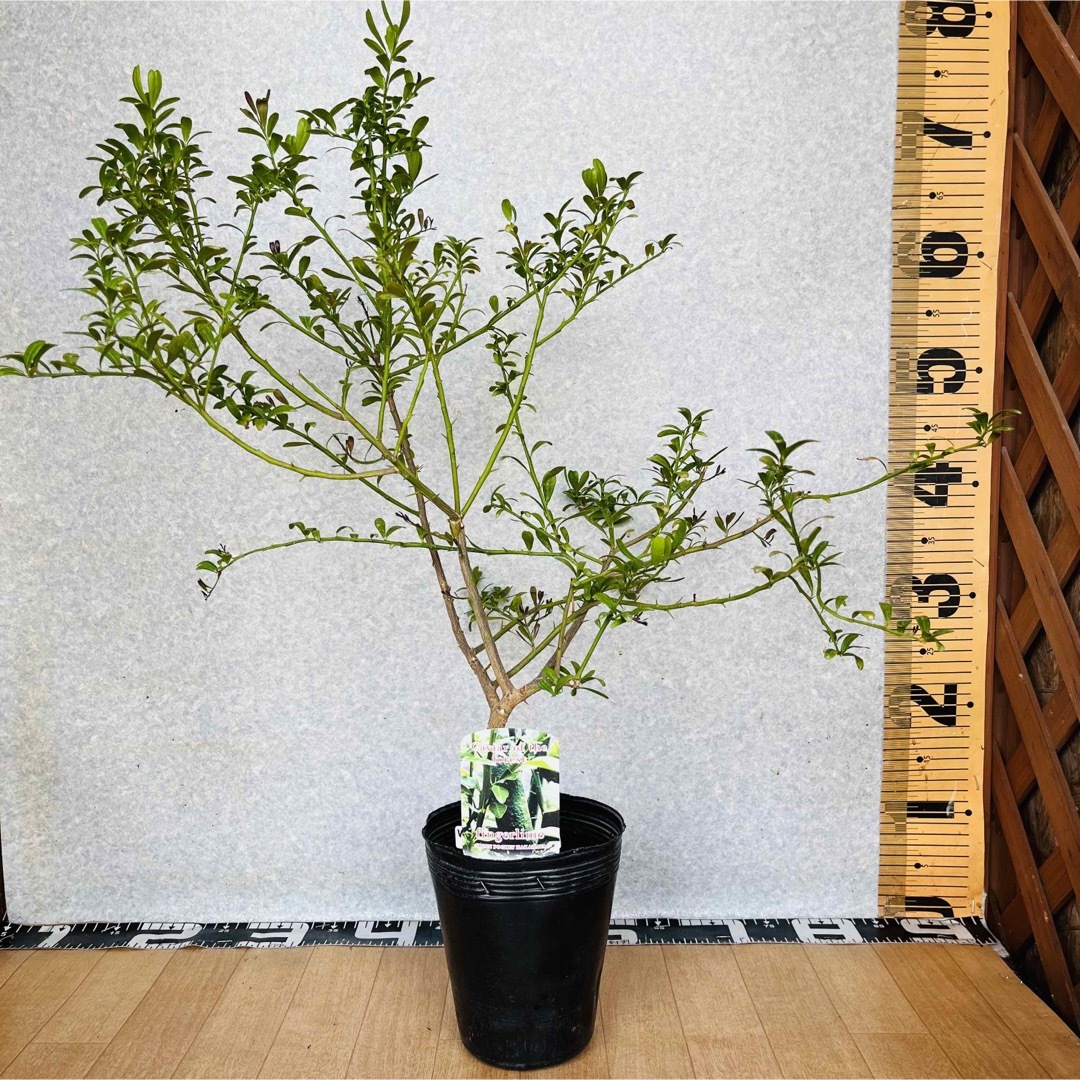 花芽着き/幼着き/接木苗 フィンガーライム苗 高さ80センチ 10号