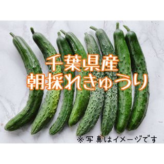 千葉県産　朝採れきゅうり(野菜)