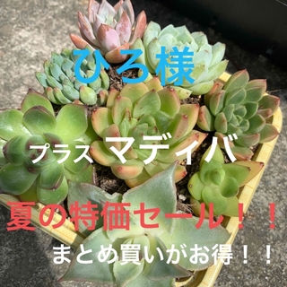 多肉植物♡夏セール❗️8種ぬき苗セット①(その他)