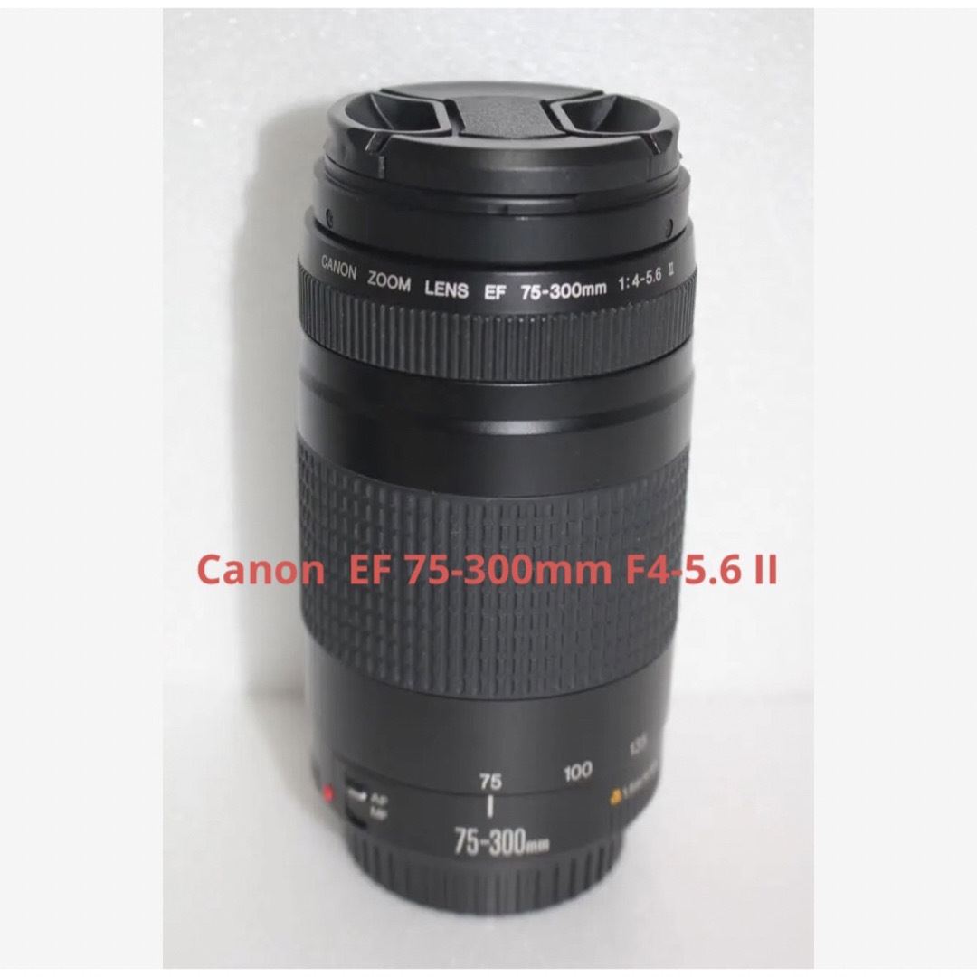 迫力の300mm キャノン望遠レンズ Canon EF75-300 II - レンズ(ズーム)