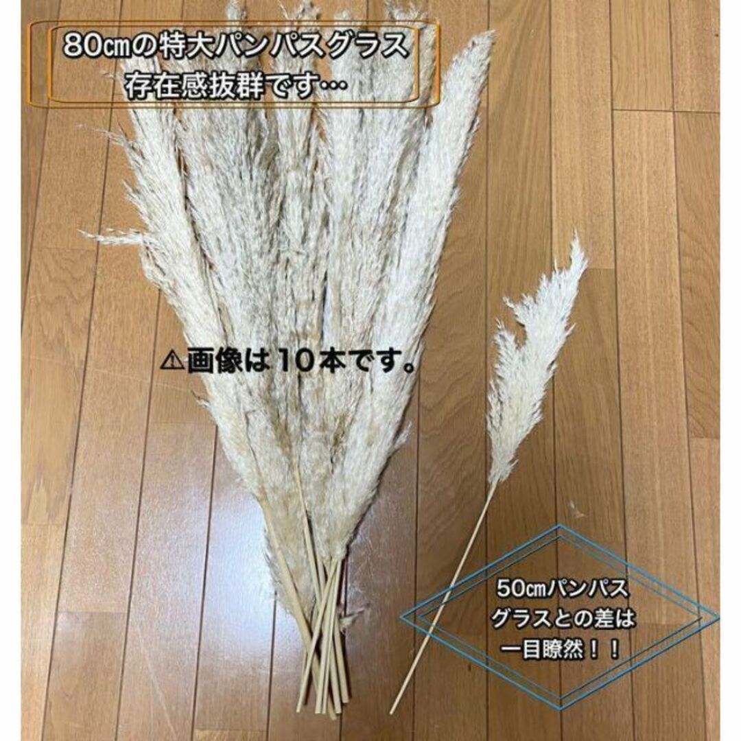 限定】特大パンパスグラス 80㎝ 5本 ドライフラワー 観葉植物 ...