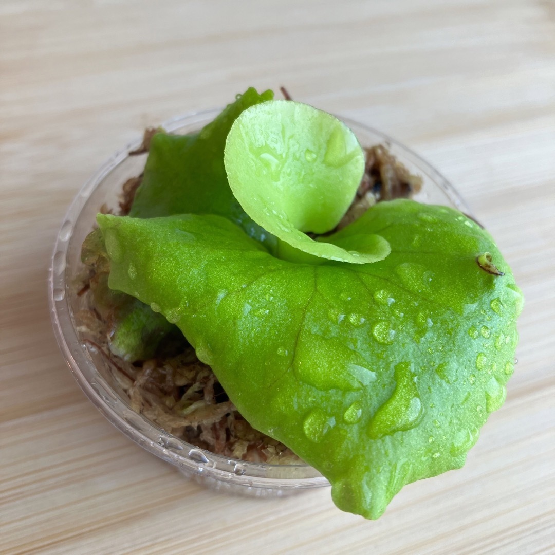 コロナリウム　幼苗　6.4cm    ビカクシダ　観葉植物 ハンドメイドのフラワー/ガーデン(その他)の商品写真