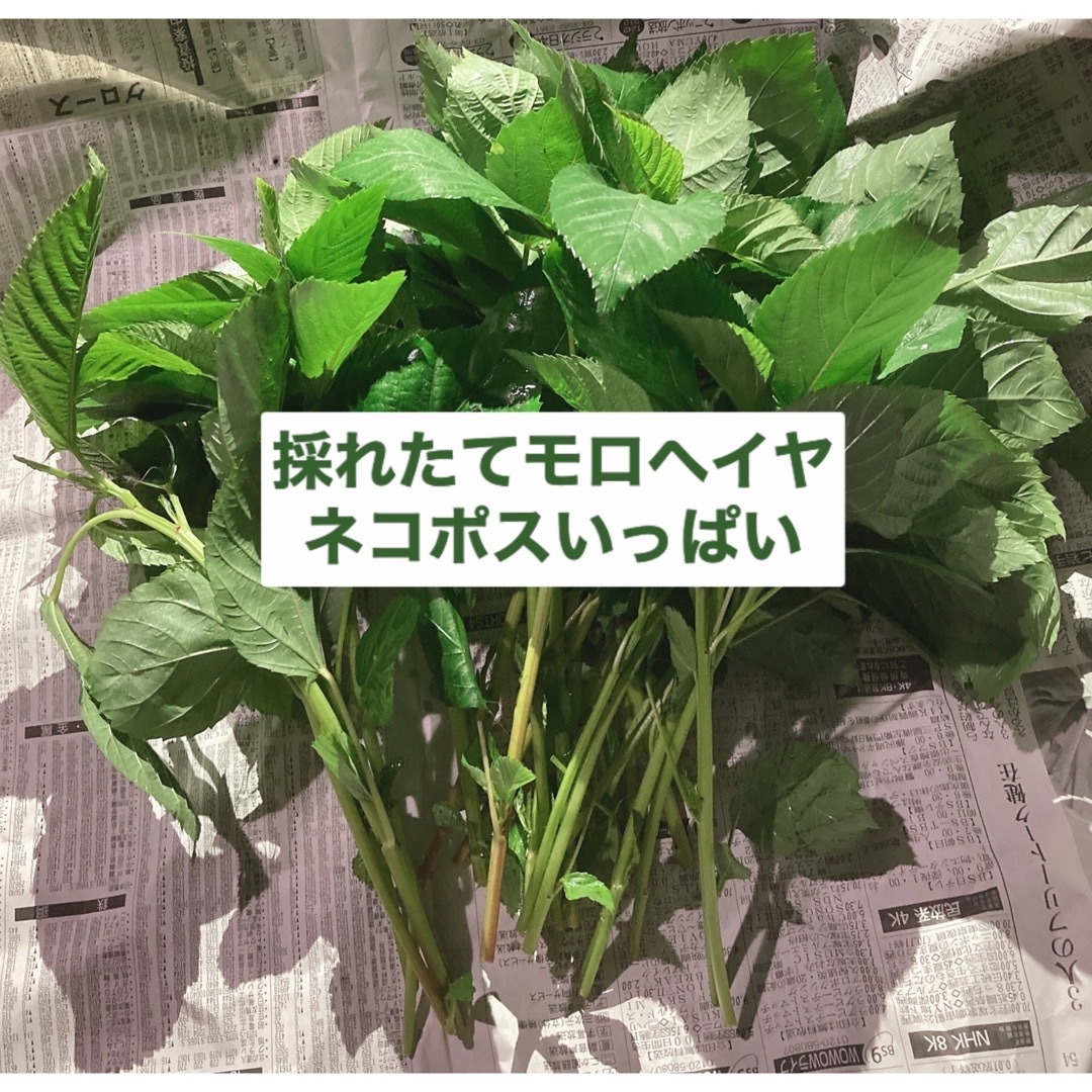 250g　モロヘイヤ無農薬　野菜