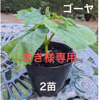 ゴーヤ苗　ニガウリ　苦瓜　野菜苗　2苗セット(プランター)