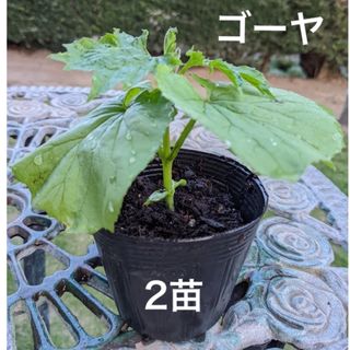 ゴーヤ苗　ニガウリ　苦瓜　野菜苗　2苗セット(プランター)