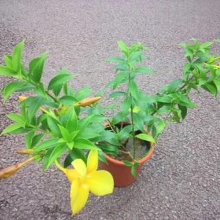 アラマンダ　苗　観葉植物　黄色 大花　園芸・花卉　グリーン(その他)