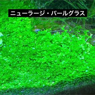初心者おすすめ　ニューラージ　パールグラス　水草　アクアリウム(アクアリウム)