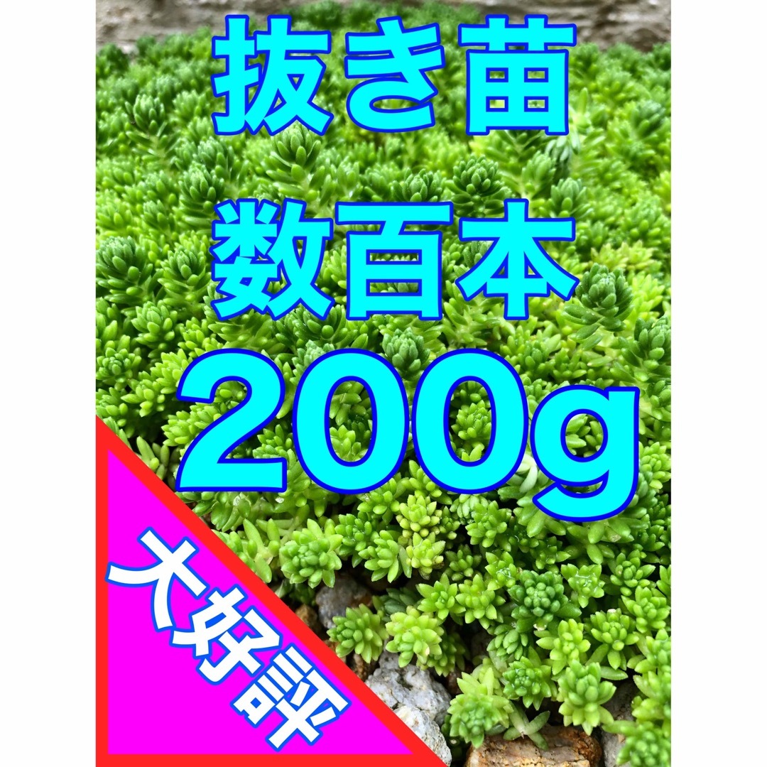 強い多肉植物　万能セダム　抜き苗モリモリ200g 即購入歓迎 ハンドメイドのフラワー/ガーデン(その他)の商品写真