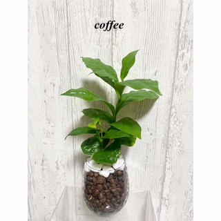 コーヒーの木　観葉植物　ハイドロカルチャー(ドライフラワー)