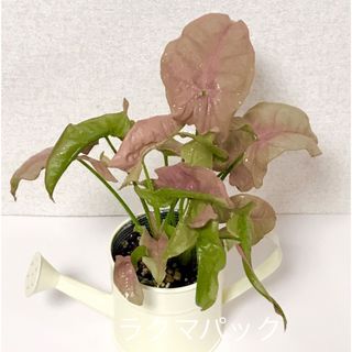 観葉植物 シンゴニウム ネオン 抜き苗＋α(その他)