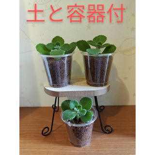 アロマティカス　多肉植物ゴキブ○効果だけじゃない！3個(プランター)