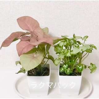 観葉植物 シンゴニウム 鉢植え 2種 セット＋α(その他)