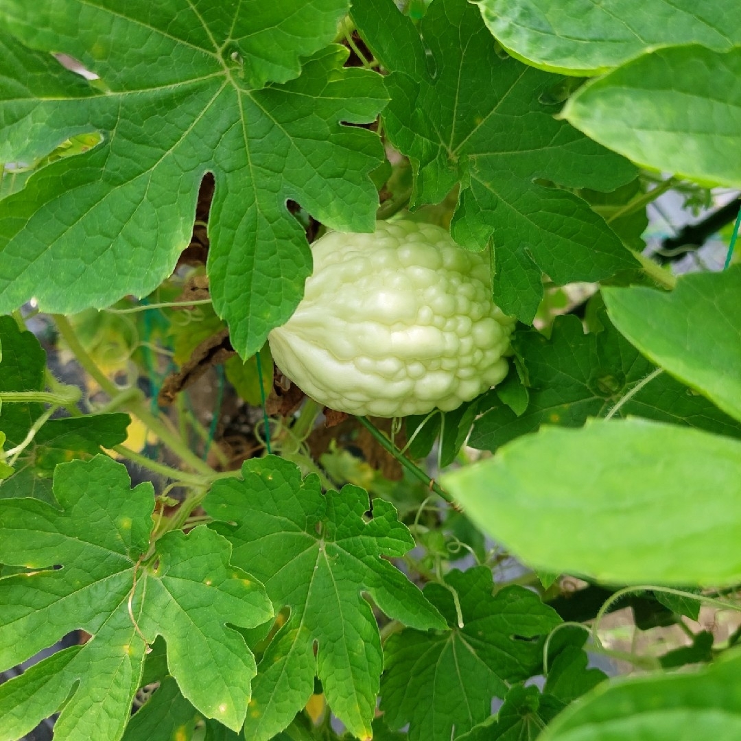 おまかせ野菜詰め合わせ＋紫もち麦1kg★スペシャルBOX【70サイズ】 食品/飲料/酒の食品(野菜)の商品写真