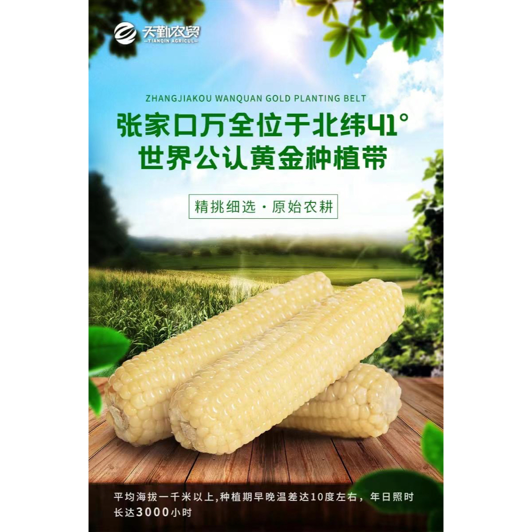 新入荷♪糯とうもろこし軸付き【黄20本と白20本】40本入り1ケースもち ... 新入荷♪糯とうもろこし軸付き【黄20本と白20本】40本入り1ケースもち糯玉米棒